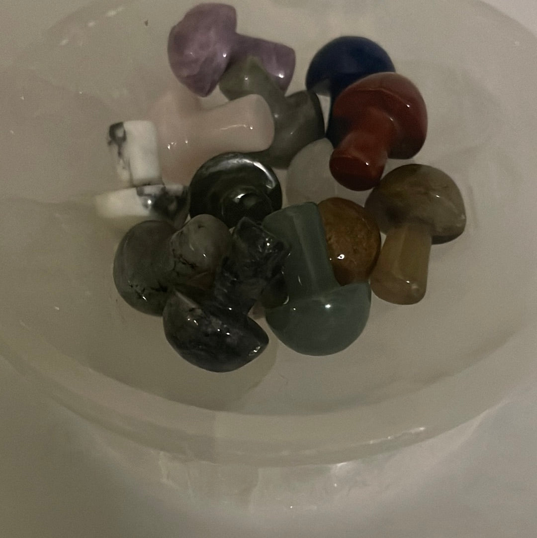 Bundle of 14 pcs mushrooms