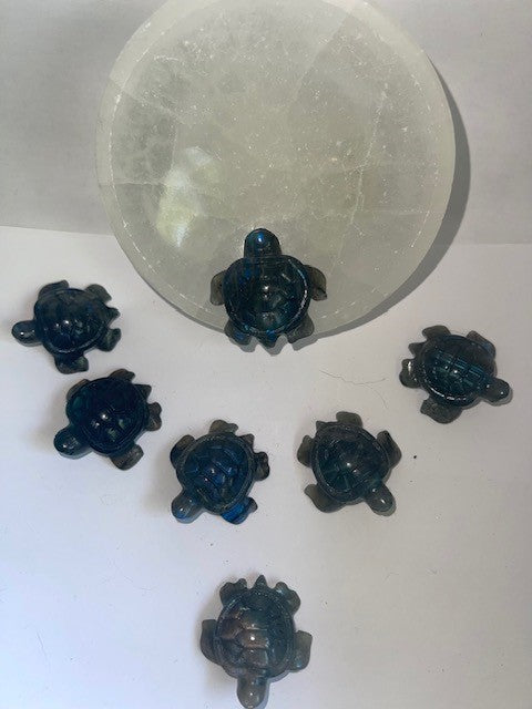 obsidian turtle shiny