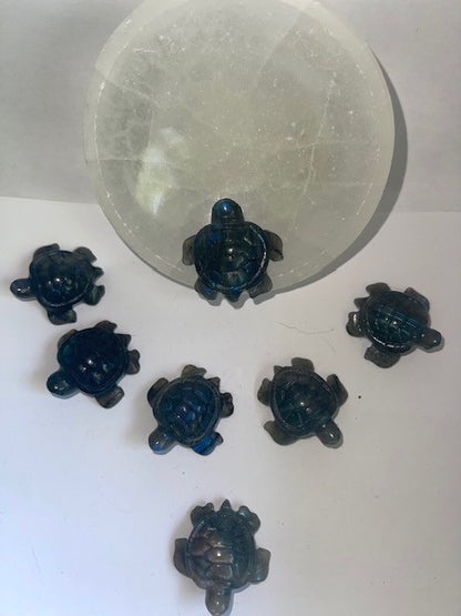 obsidian turtle shiny